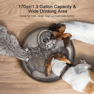 Hydrate Your Pets, Enhance Their Lives